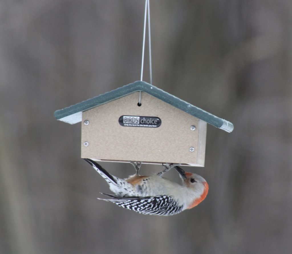  Bird’s Choice Suet Feeder / Single Cake Upside-down 